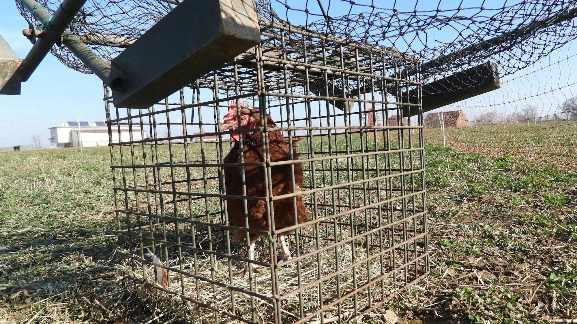 Das Foto zeigt ein Huhn in einer Habichtfalle.