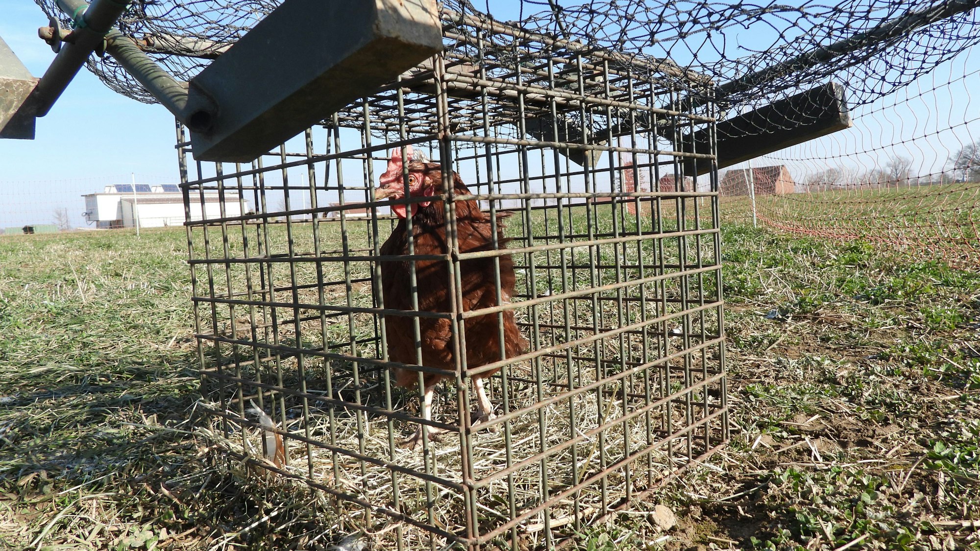 Das Bild zeigt einen Käfig mit einem Huhn.