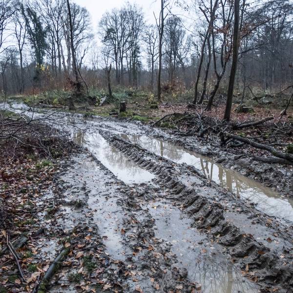 Die Rodungssaison imm Bürgerbusch hat wieder eingesetzt. Foto: Ralf Krieger