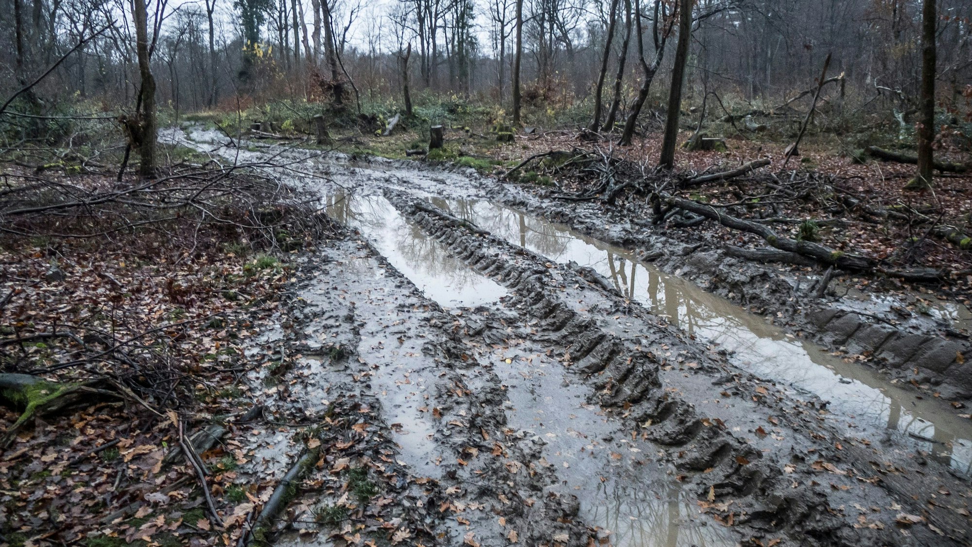 Die Rodungssaison imm Bürgerbusch hat wieder eingesetzt. Foto: Ralf Krieger