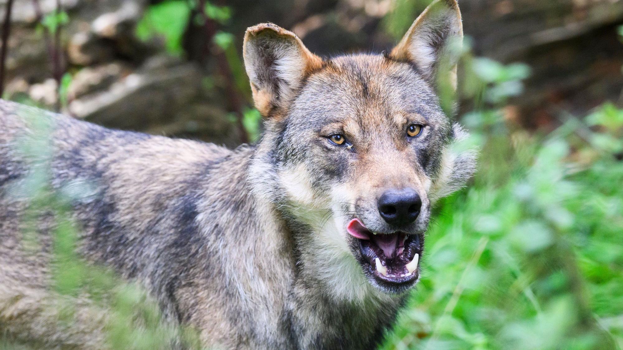 ARCHIV - 29.08.2023, Niedersachsen, Springe: Ein Wolf steht im Gehege im Wisentgehege Springe. (zu dpa: «Wolf tötet in Eifel acht Schafe») Foto: Julian Stratenschulte/dpa +++ dpa-Bildfunk +++