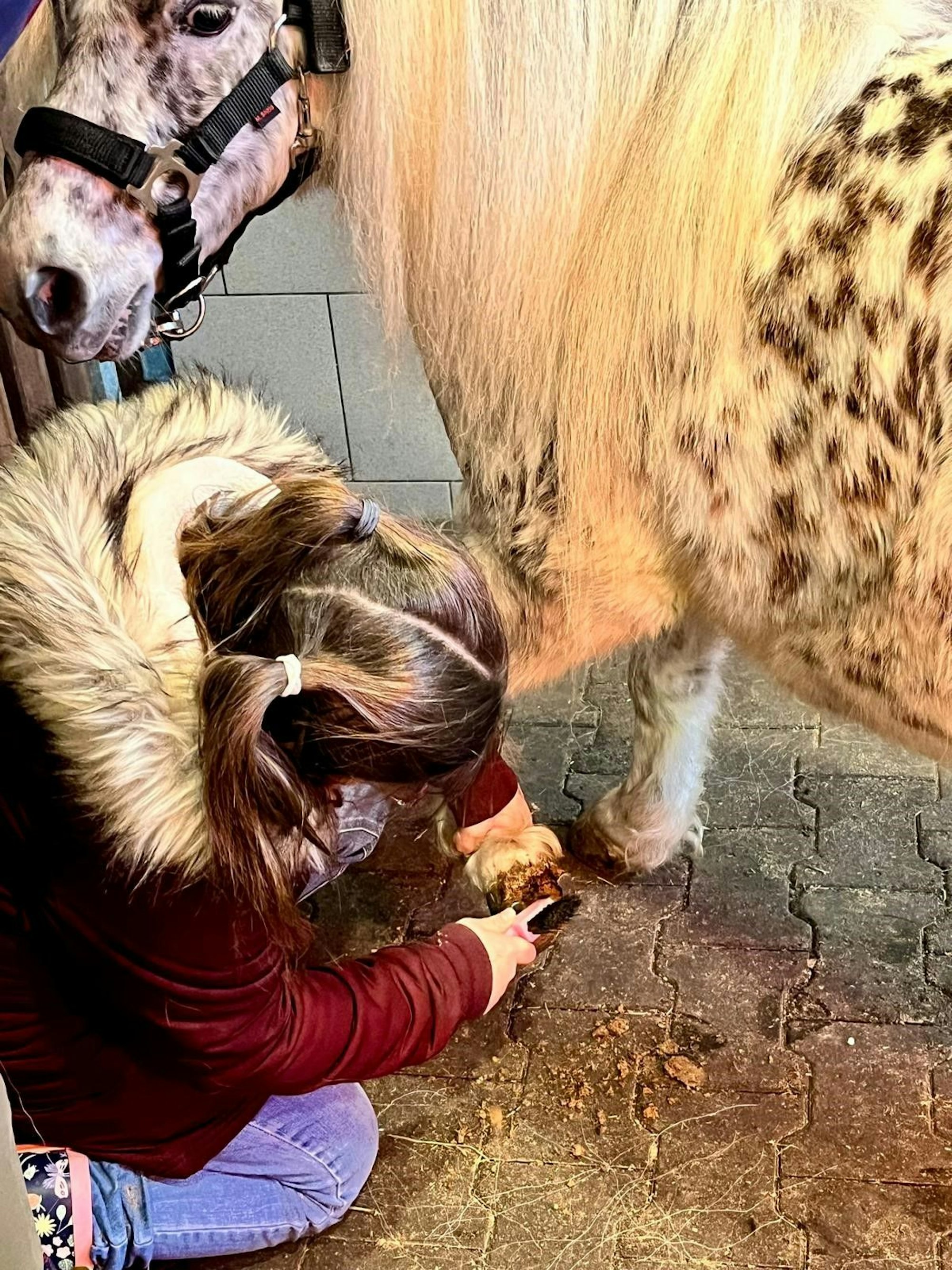 Ein Mädchen kniet neben einem Shetland-Pony in kratzt ihm ein Huf aus.