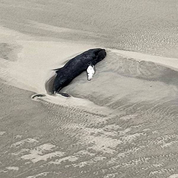 Ein toter Wal liegt vor der unbewohnten Wattenmeerinsel Minsener Oog südöstlich der Insel Wangerooge.