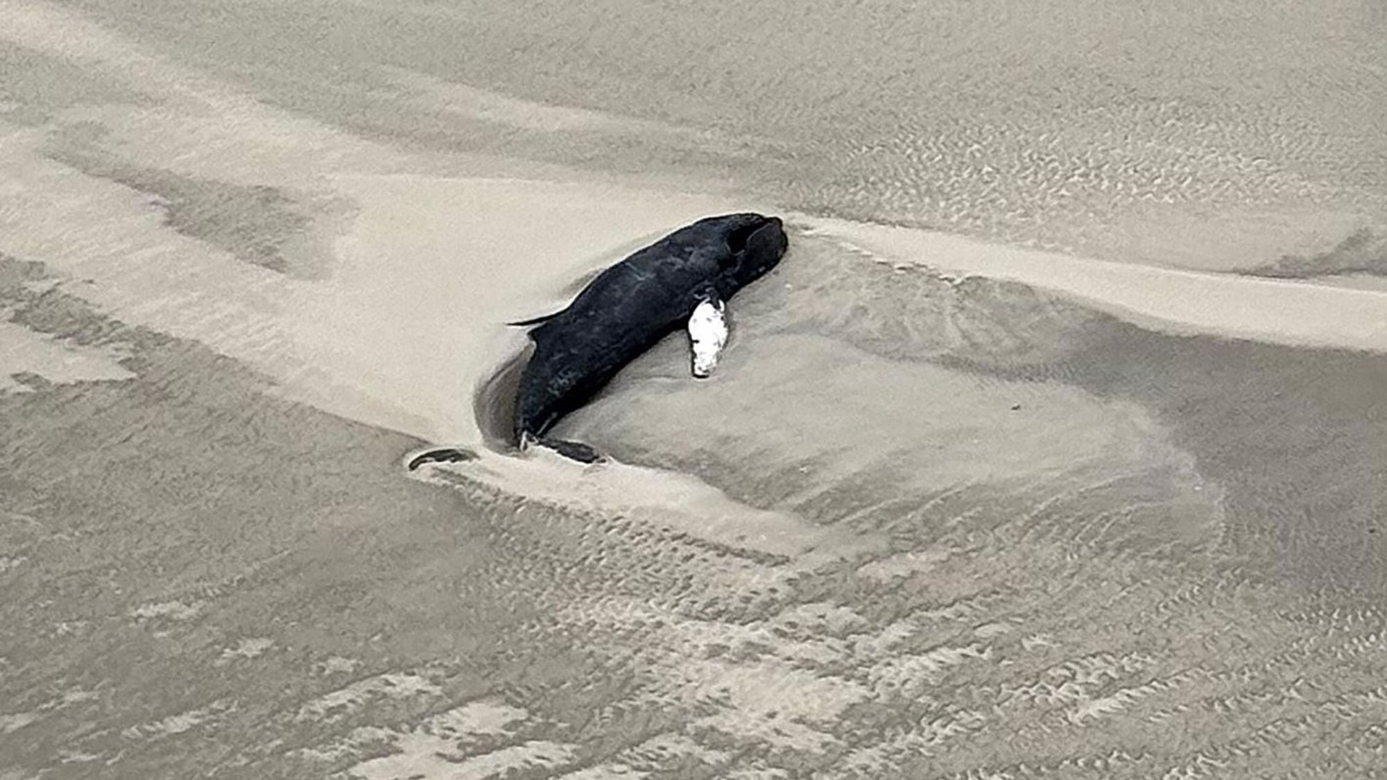 Ein toter Wal liegt vor der unbewohnten Wattenmeerinsel Minsener Oog südöstlich der Insel Wangerooge.
