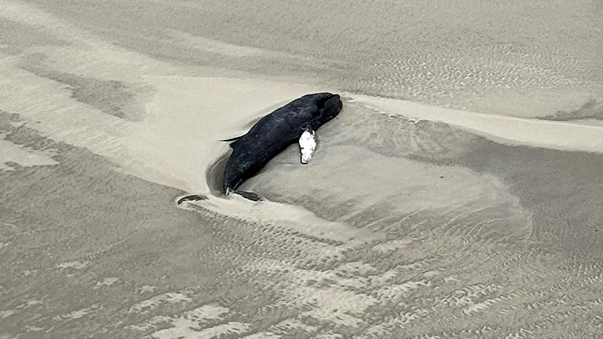 Ein toter Wal liegt vor der unbewohnten Wattenmeerinsel Minsener Oog südöstlich der Insel Wangerooge.