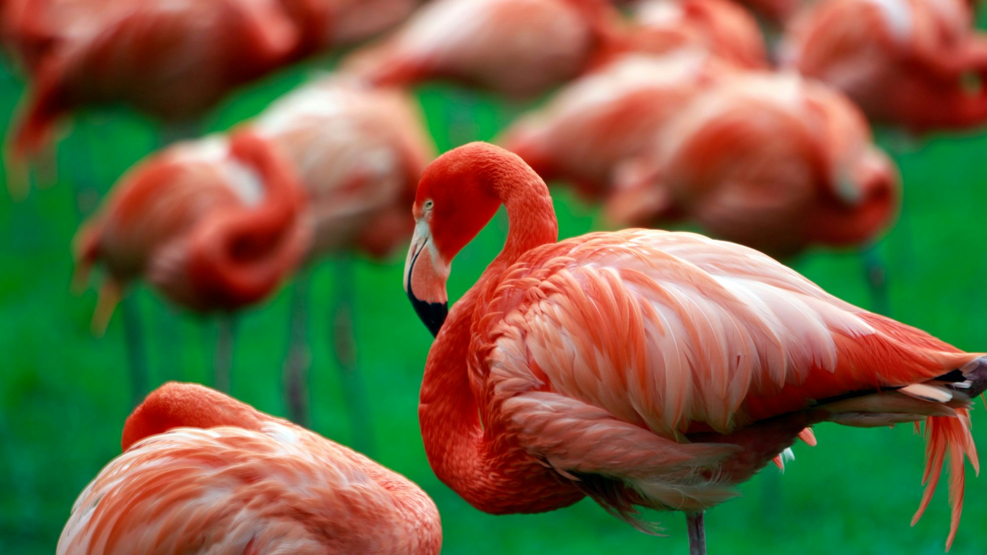 04.04.2024, Köln: Können wieder raus ins Frei. Die Vögel im Kölner Zoo sind nicht mehr in Gafahr wegen der Vogelgrippe. Hier der erste freie Ausgang der Flamingos seit Rosenmontag. Foto: Arton Krasniqi