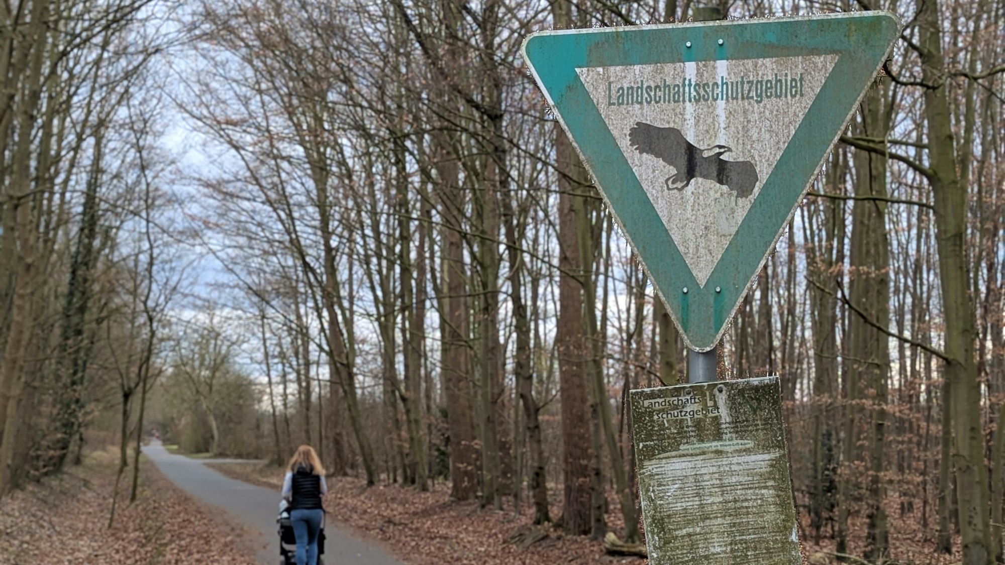 Das Bild zeigt einen Waldweg