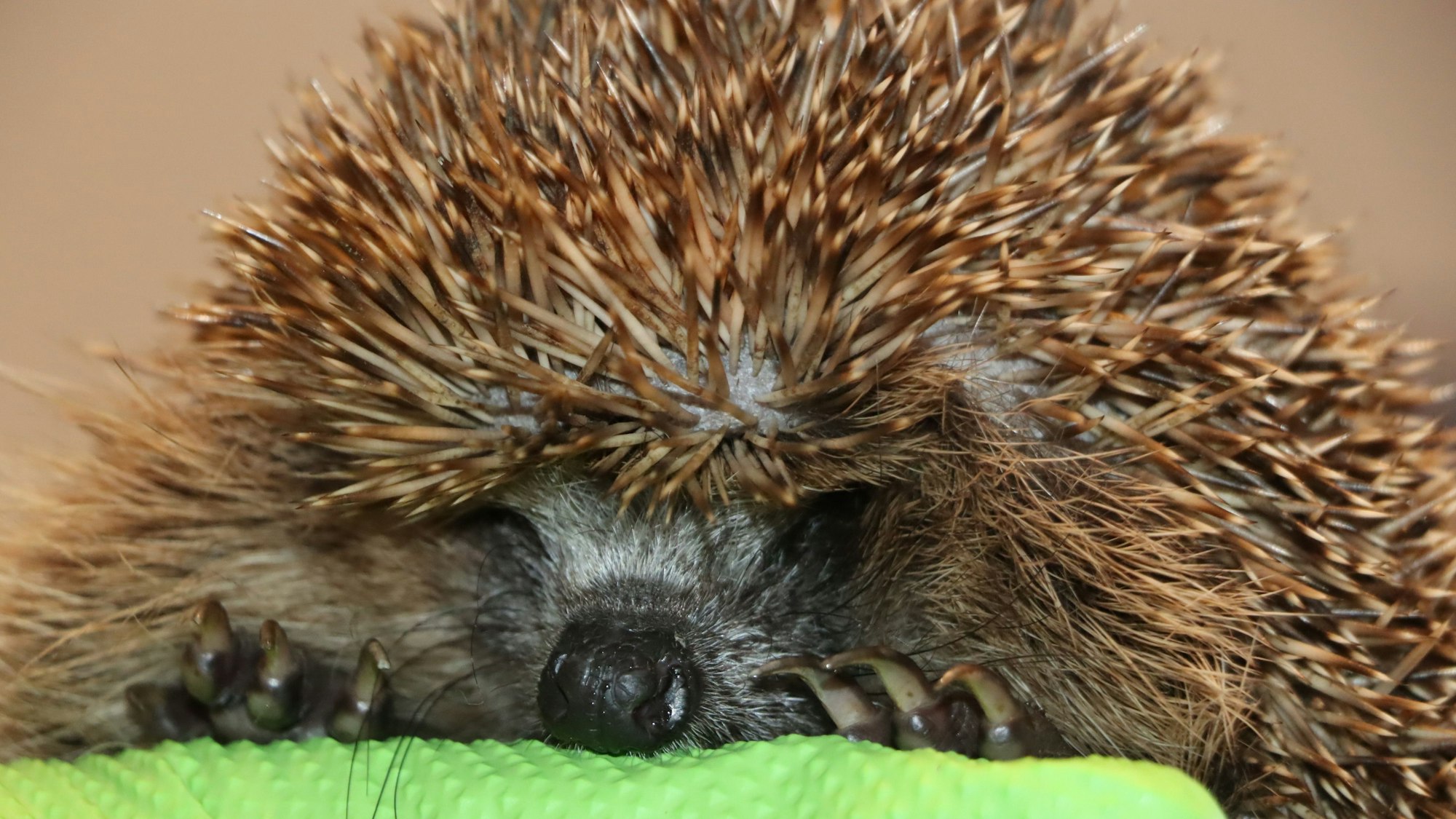 Ein Igel liegt auf einem grünen Tuch.