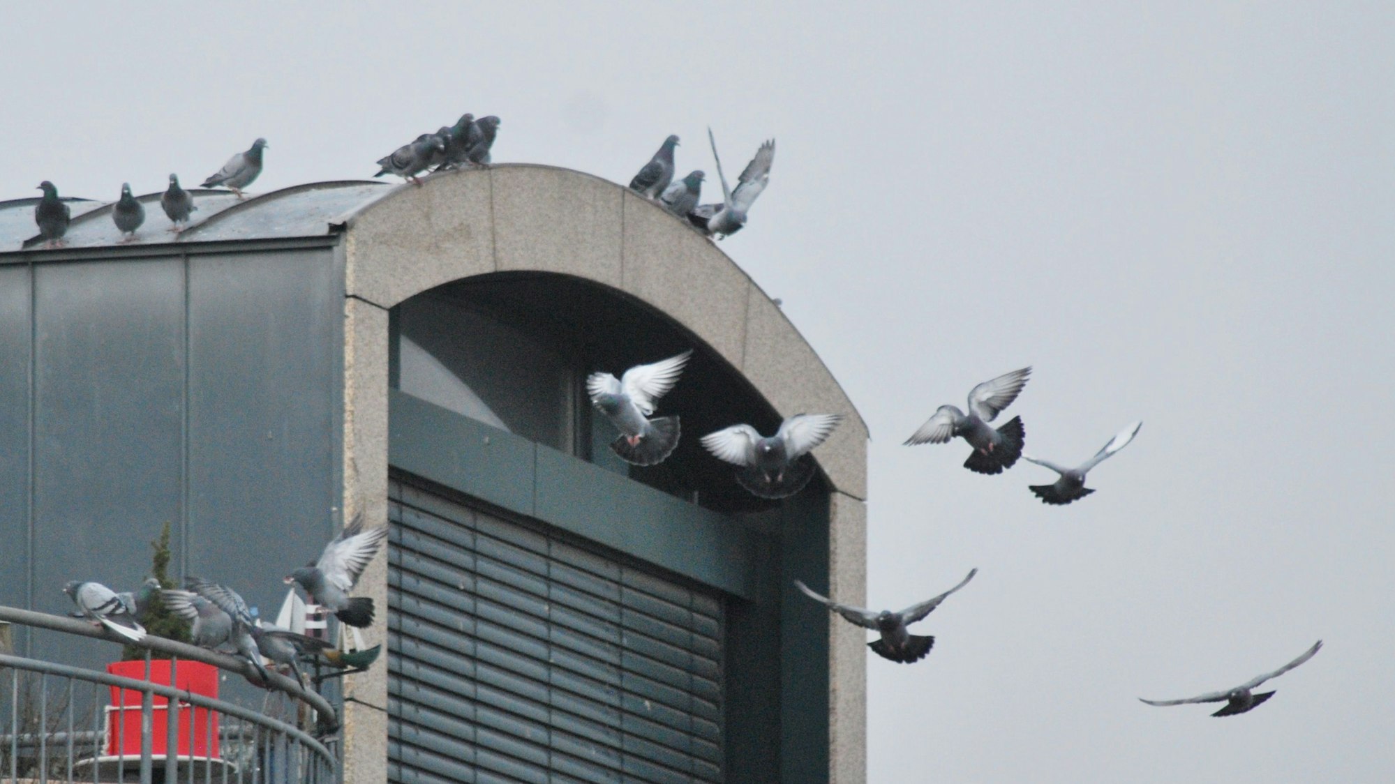 Ein Taubenschwarm umkreist ein Gebäude. Einige Tiere haben sich auf dem Dach niedergelassen.