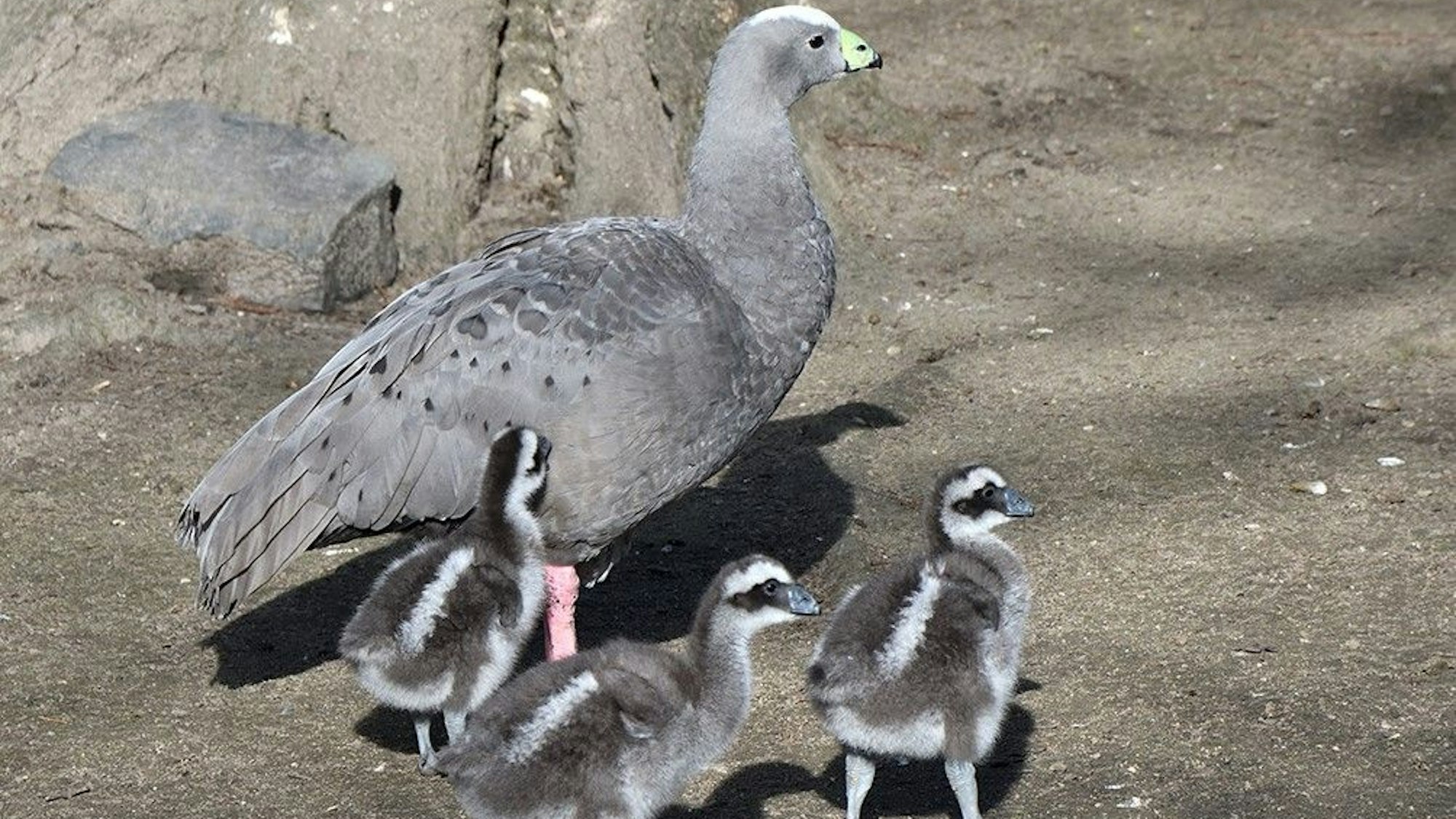 Nachwuchs bei den Hühnergänsen im Kölner Zoo.