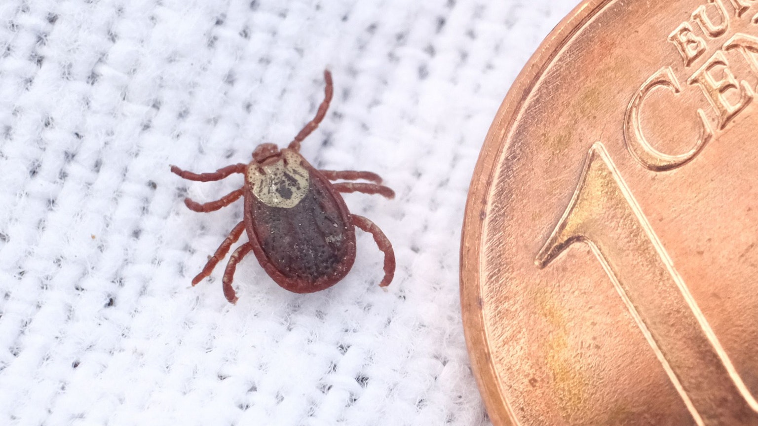 Eine Wiesenzecke neben einer Ein-Cent-Münze. (Symbolbild)