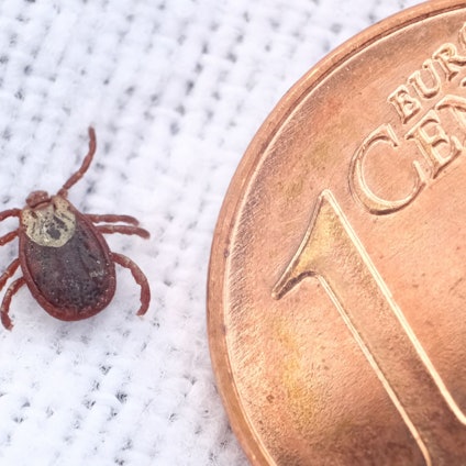Eine Wiesenzecke, gefangen von Wissenschaftlerinnen der veterinärmedizinischen Fakultät der Universität Leipzig, neben einer Ein-Cent-Münze.