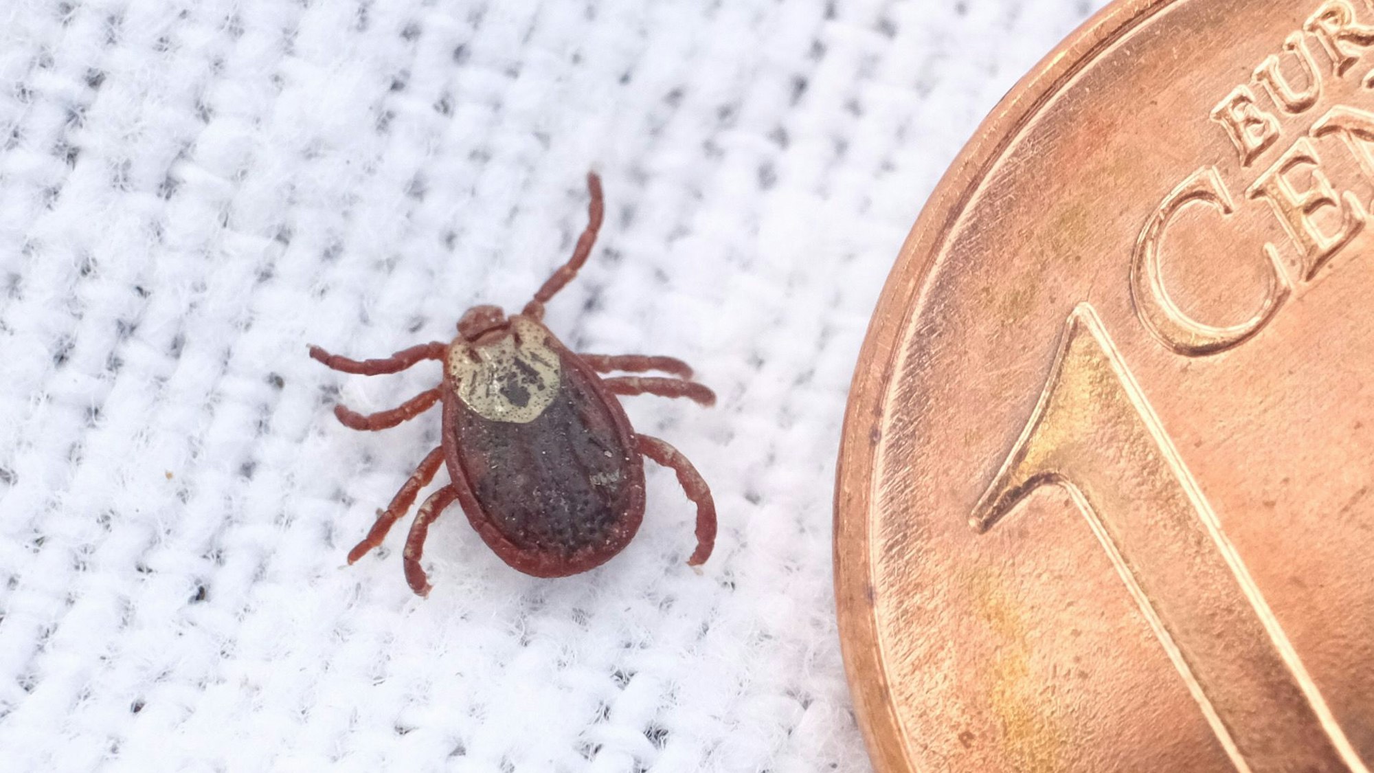 Eine Wiesenzecke, gefangen von Wissenschaftlerinnen der veterinärmedizinischen Fakultät der Universität Leipzig, neben einer Ein-Cent-Münze.