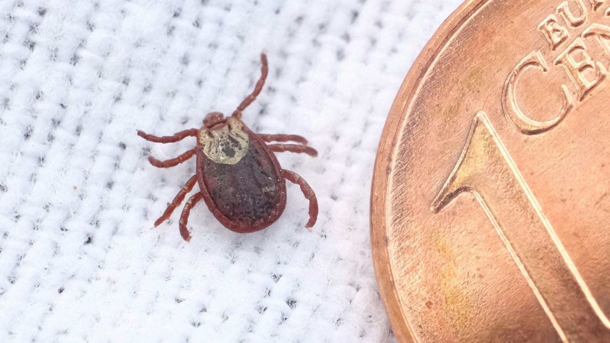 Eine Wiesenzecke neben einer Ein-Cent-Münze. (Symbolbild)