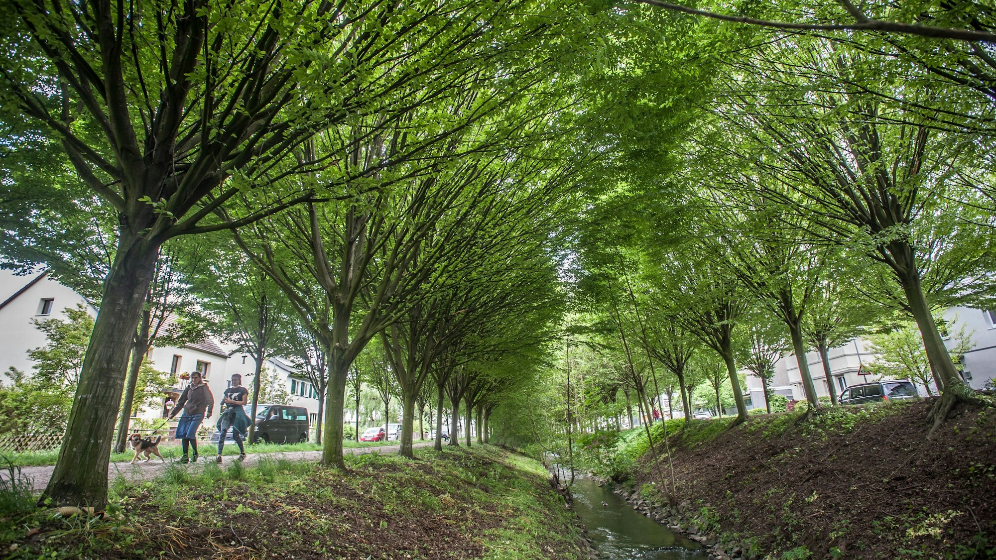 Die Zukunft der Wiembachallee interessiert viele unserer Leserinnen und Leser brennend.