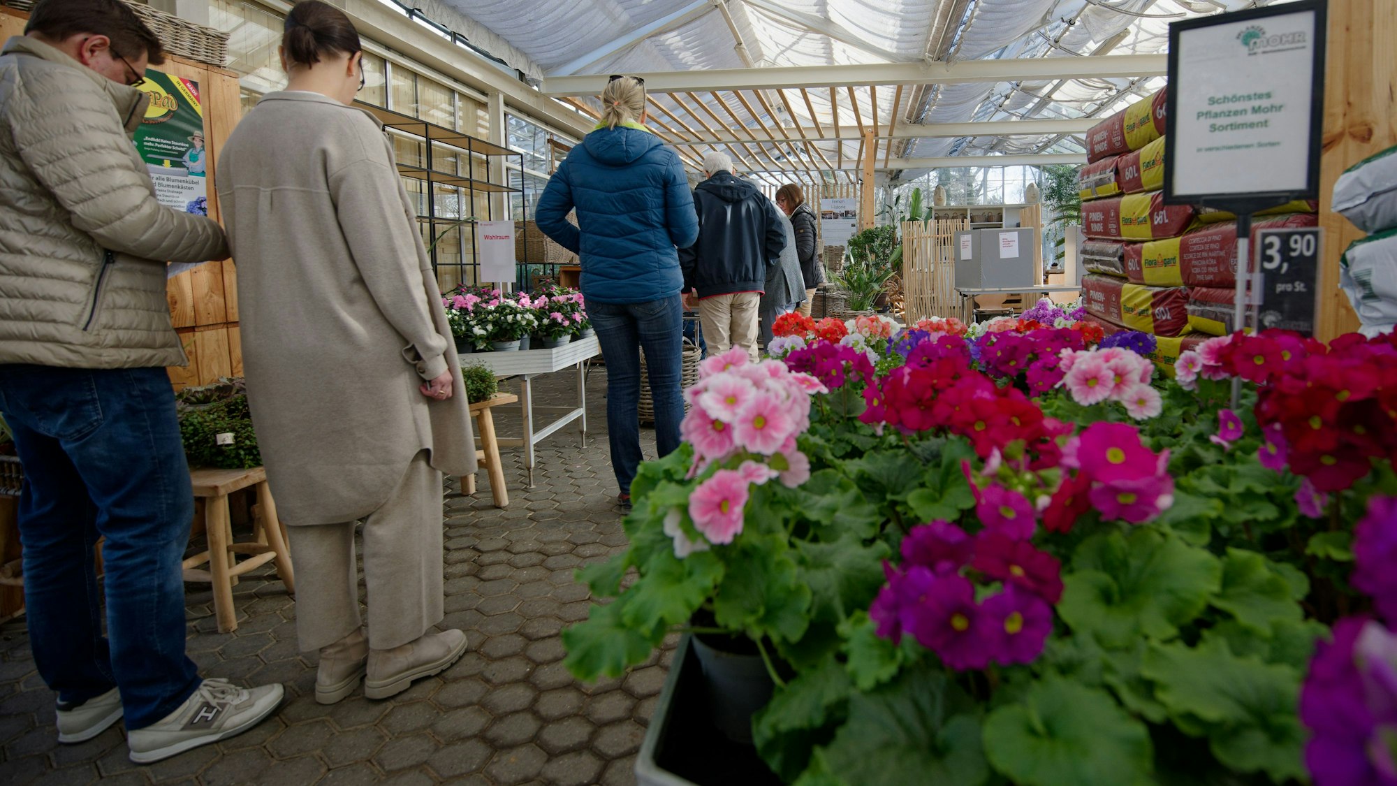 Wahl zwischen Blumen: In Hahnwald gaben Kölnerinnen und Kölner ihre Stimme in einem Gewächshaus eines Gartenbaubetriebs ab.