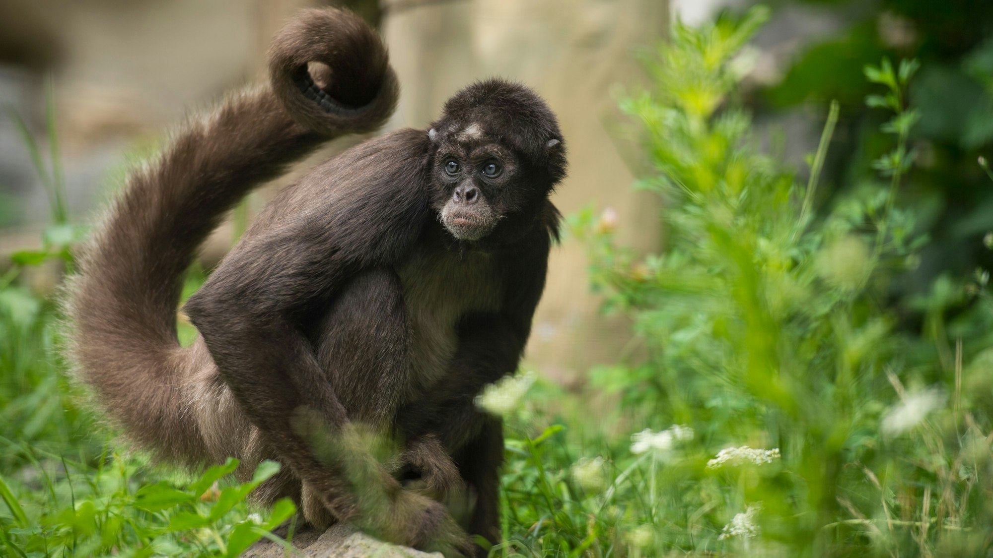Der Klammeraffe im Neuwieder Zoo schaut auf etwas, das außerhalb des Bildrandes liegt.