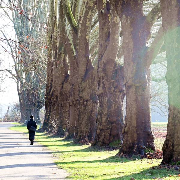 Eine Person geht entlang einer Allee nahe des Decksteiner Weihers in Köln spazieren.