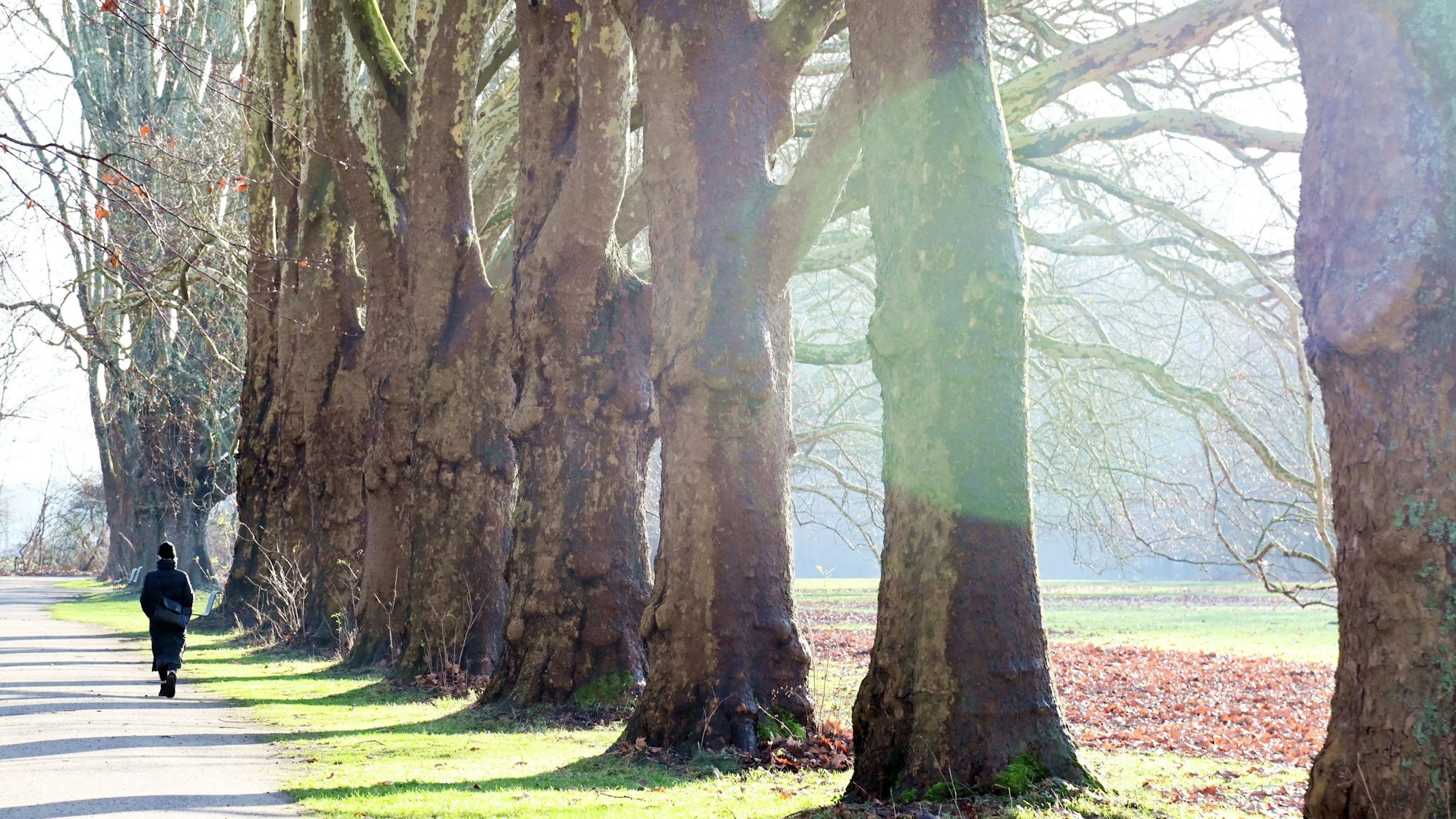 Eine Person geht entlang einer Allee nahe des Decksteiner Weihers in Köln spazieren.