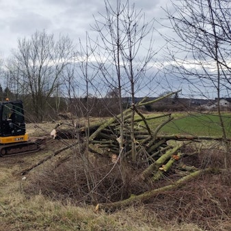 Eine Maschine und ein Mann mit Motorsäge zerkleinern Stämme, rechts im Bild liegen die Reste gefällter Bäume.