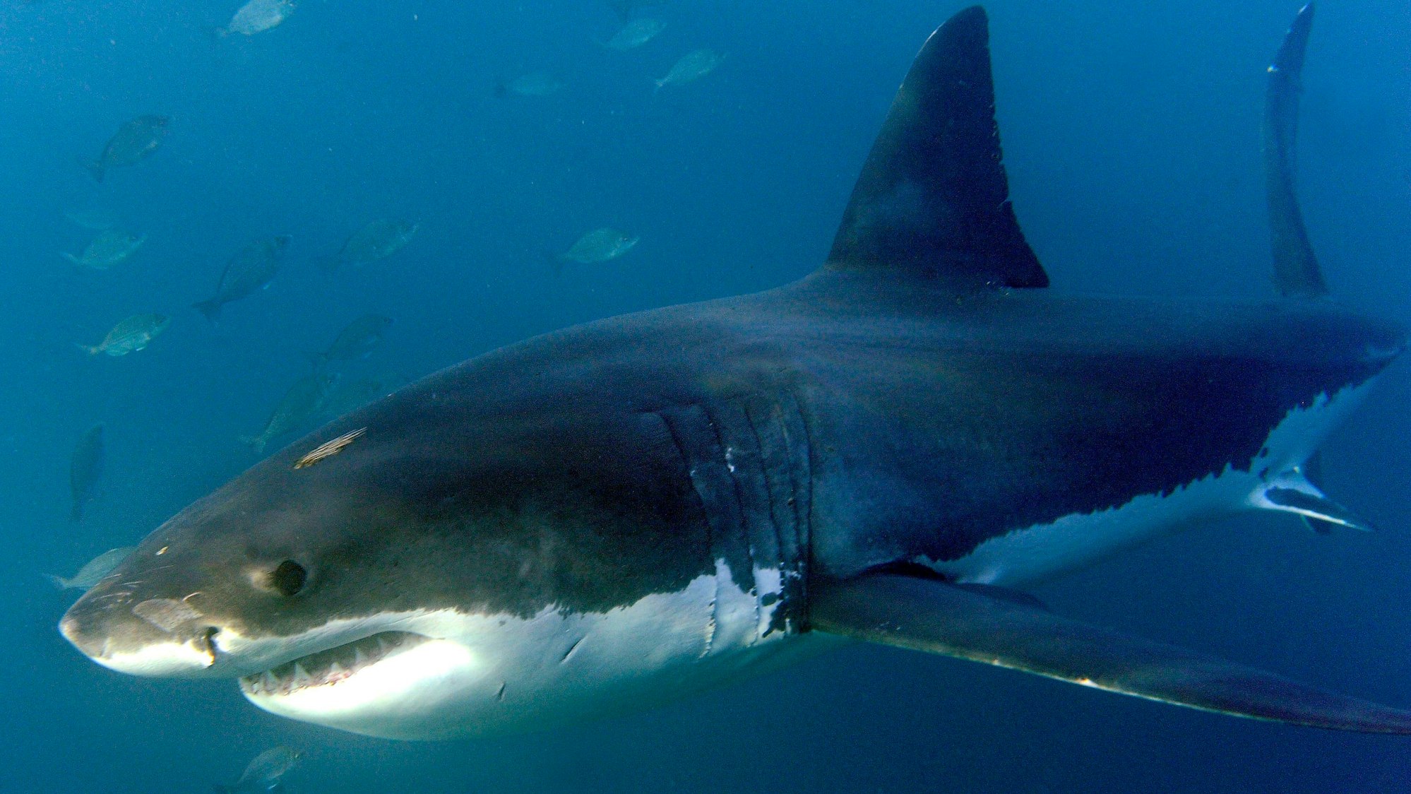 Ein weißer Hai schwimmt im Ozean. Um ihn herum sind andere Fische.