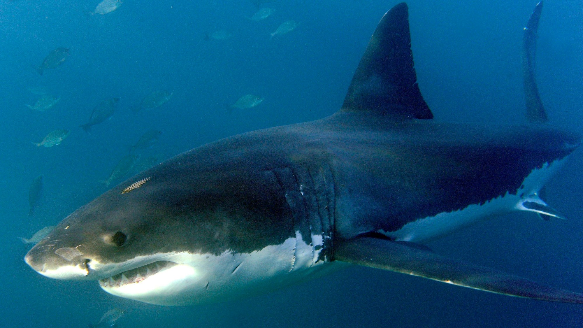 Ein weißer Hai schwimmt im Ozean. Um ihn herum sind andere Fische.