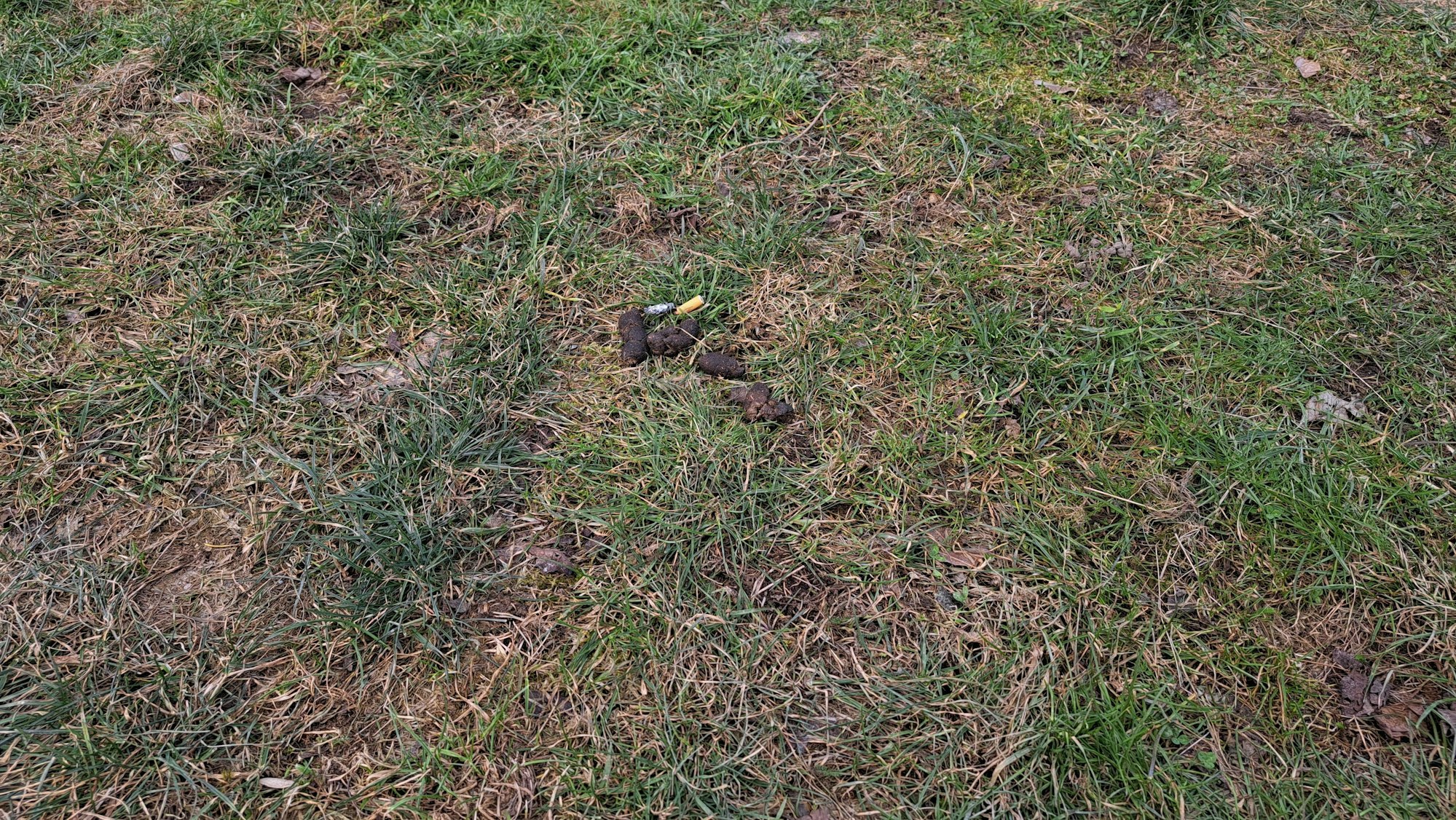 Hundekot liegt auf einer Wiese.