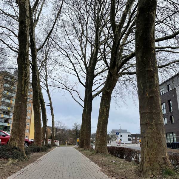 Die Stadt Leichlingen hat eine Baumschutzsatzung, zufrieden sind aber nicht alle damit.