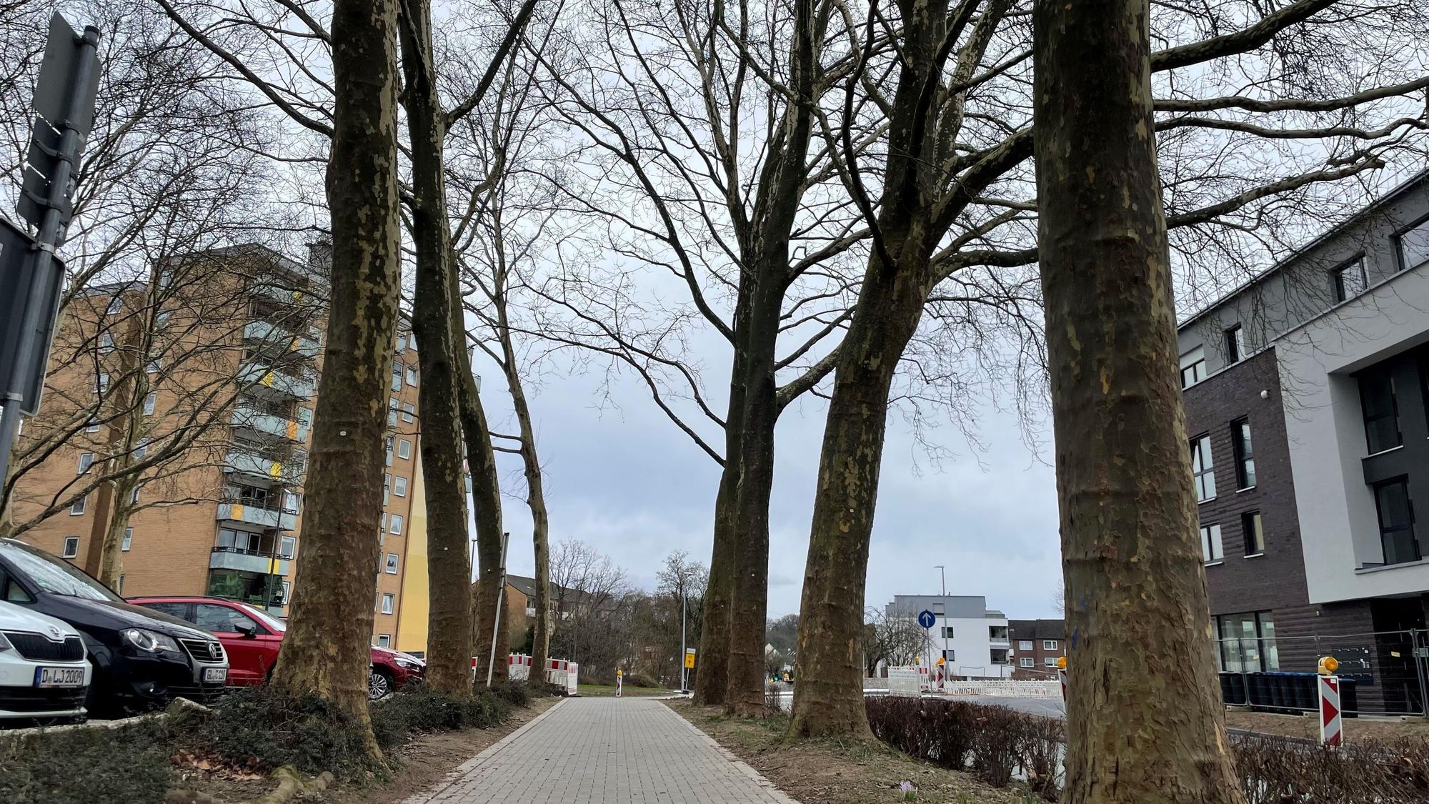 Die Stadt Leichlingen hat eine Baumschutzsatzung, zufrieden sind aber nicht alle damit.