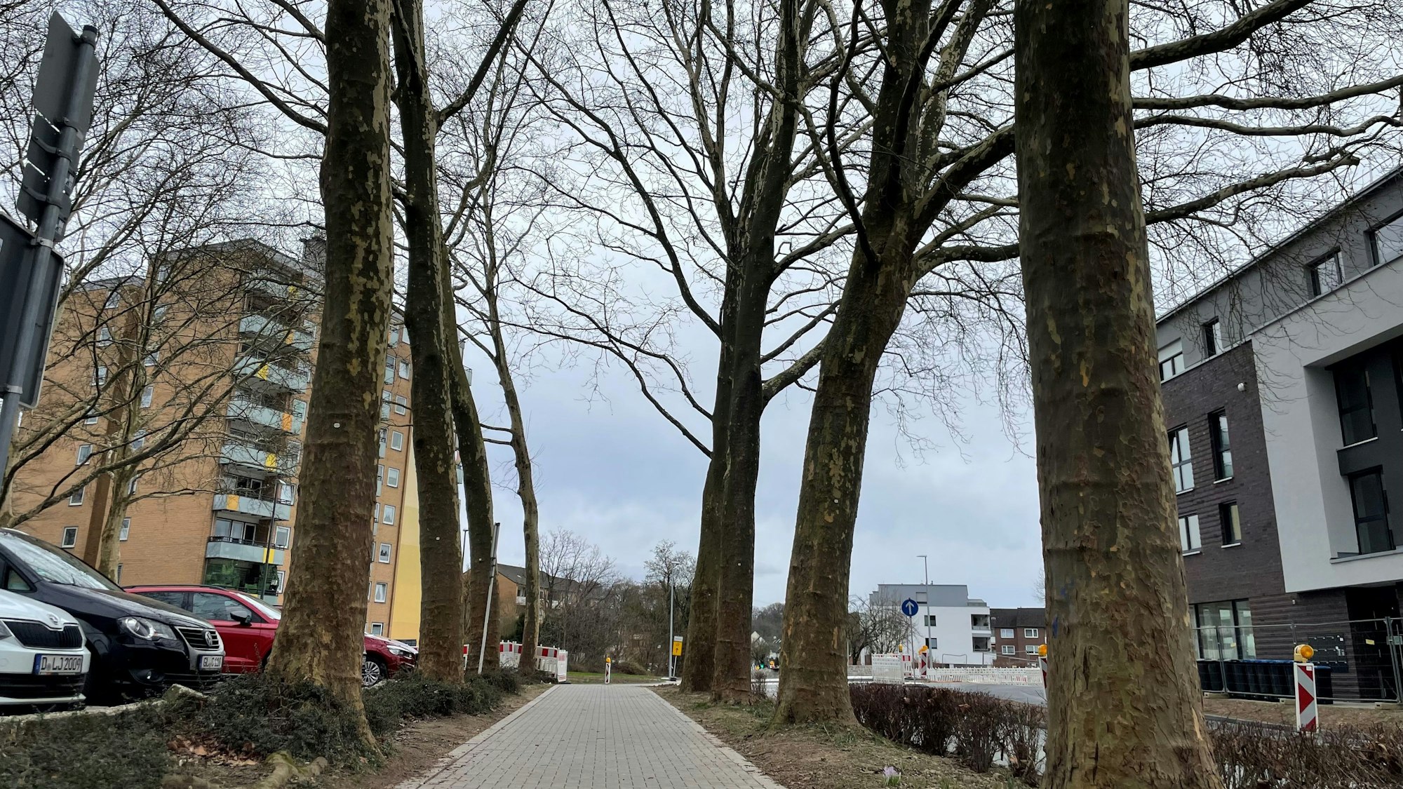 Die Stadt Leichlingen hat eine Baumschutzsatzung, zufrieden sind aber nicht alle damit.