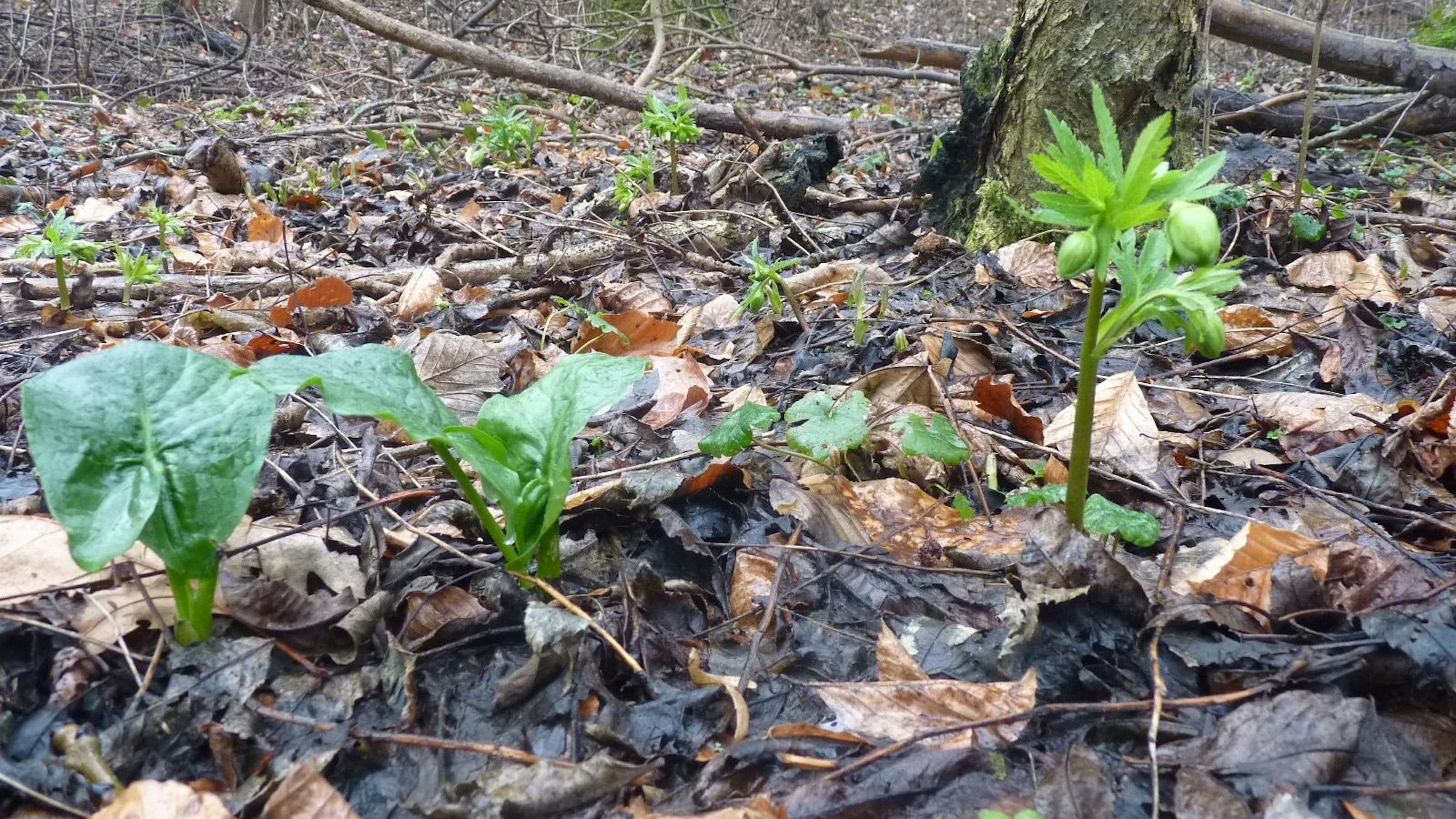 Grüne Nieswurz und Aronstab zeigen in Bergheim-Glessen bereits ihre ersten grünen Blätter und Knospen.