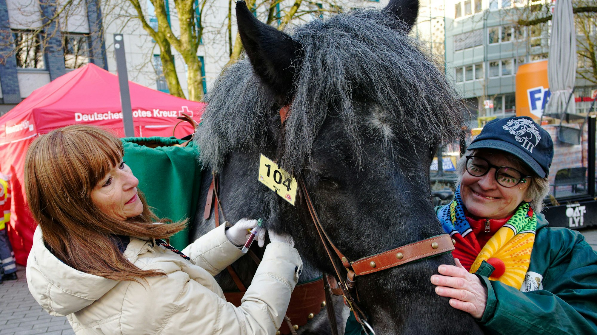 Köln: Tierärztin Cornelia Augustiniok entnimmt einem Pferd des Reiter-Korps Jan von Werth eine Blutprobe (Archivbild vom 3. März 2025).