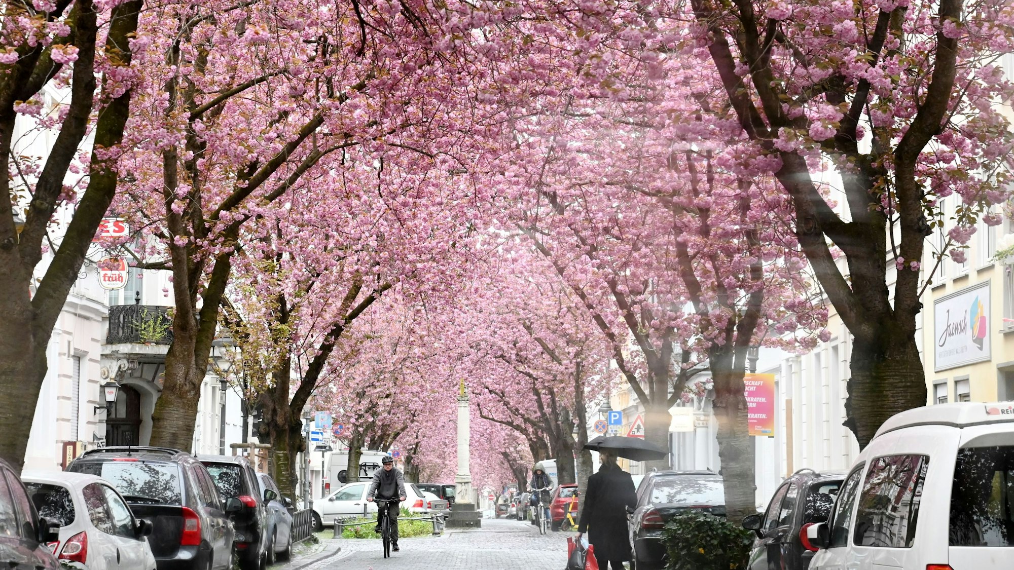 Die Kirschblüte auf einer Straße in der Bonner Altstadt. Menschen fahren mit dem Fahrrad oder gehen zu Fuß.