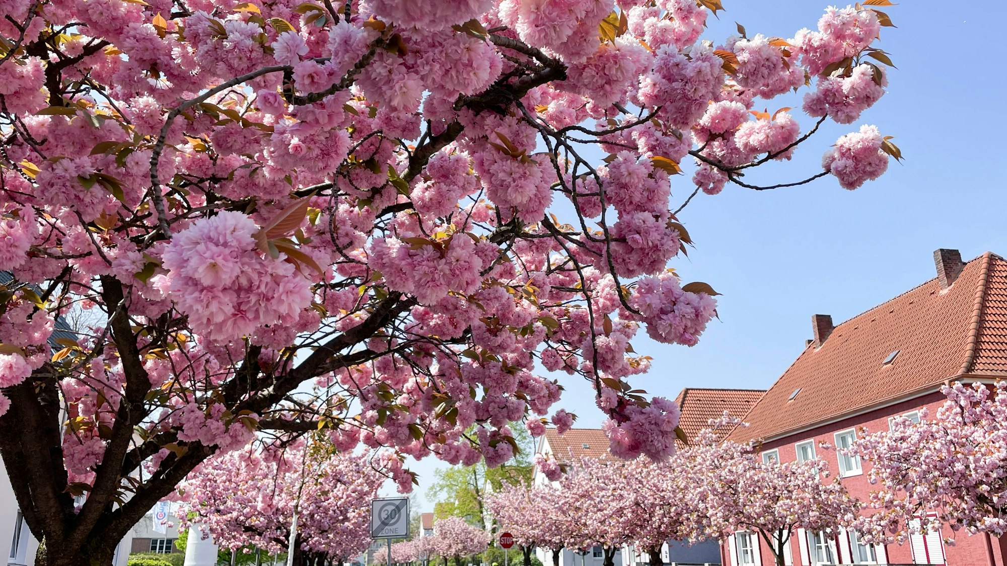 Rosa blühende Kirschbäume an der Straße Auf dem Langen Kampe in Bielefeld.