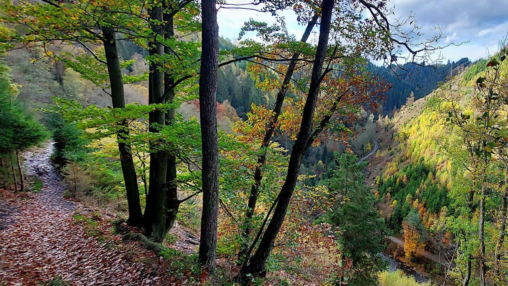 Das Foto zeigt einen Wanderweg oberhalb eines tief eingeschnittenen, bewaldeten Tals im Herbst.