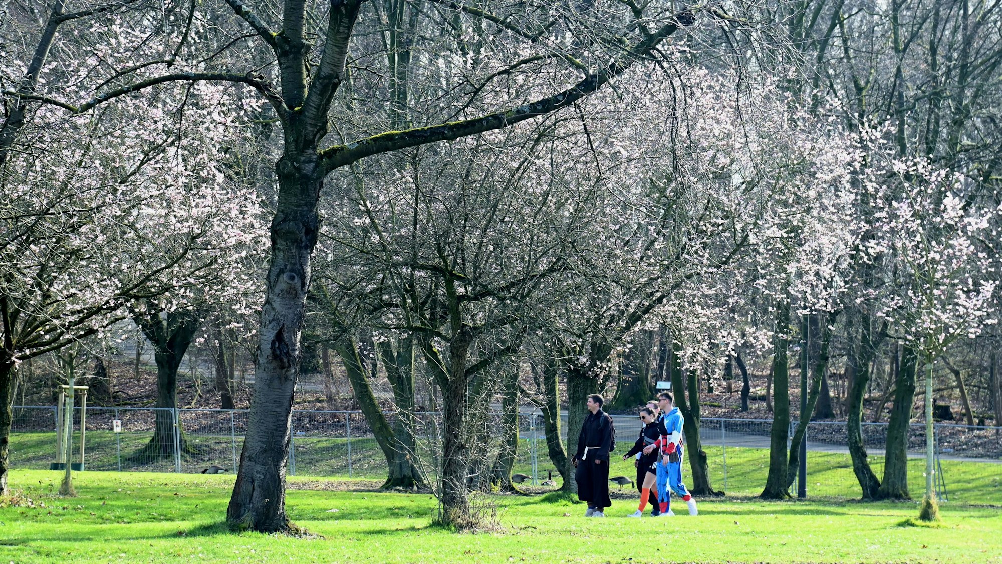 Erste Kirchblüten 2025 an der Universitätsstraße, Nähe Aachener Weiher.