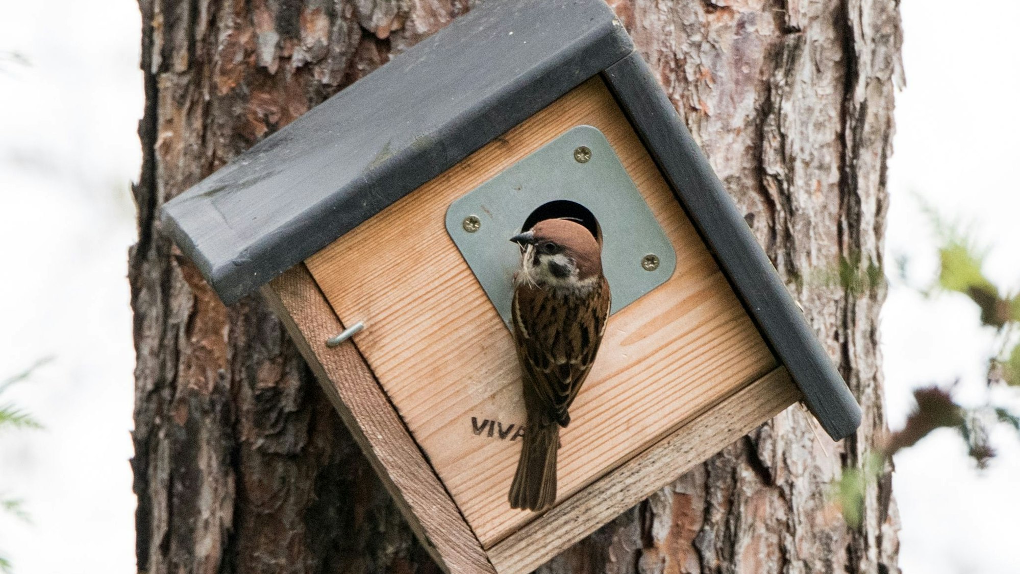 Eine Studie konnte belegen, dass Vogegelzwitscher einen positiven Effekt auf die menschliche Psyche hat. (Archivbild)