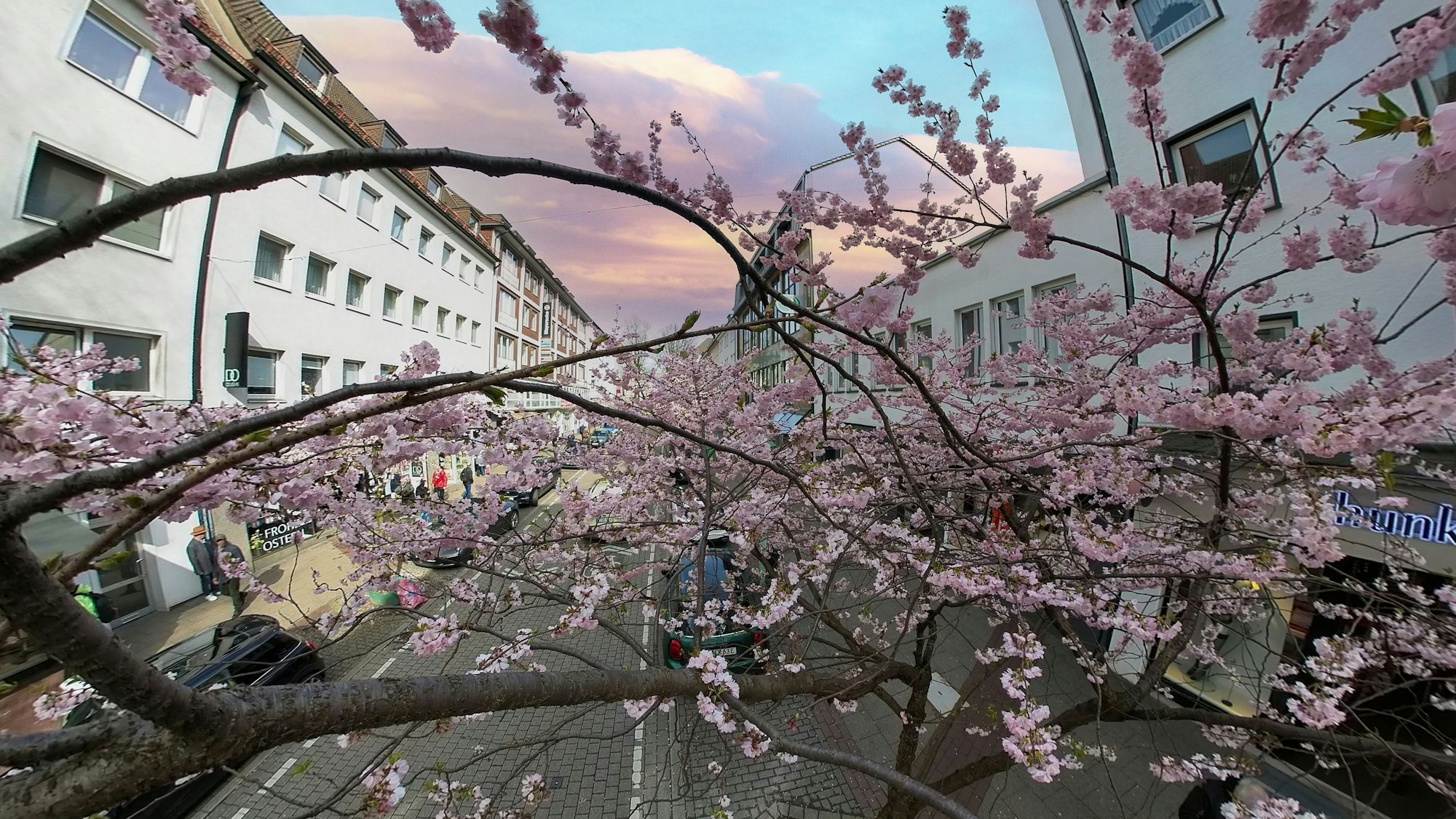 Kirschblütenzeit auf der Rüttenscheider Straße in Essen.