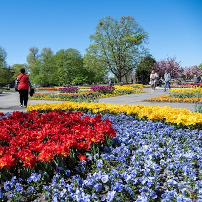 Tulpen blühen im Kölner Rheinpark.