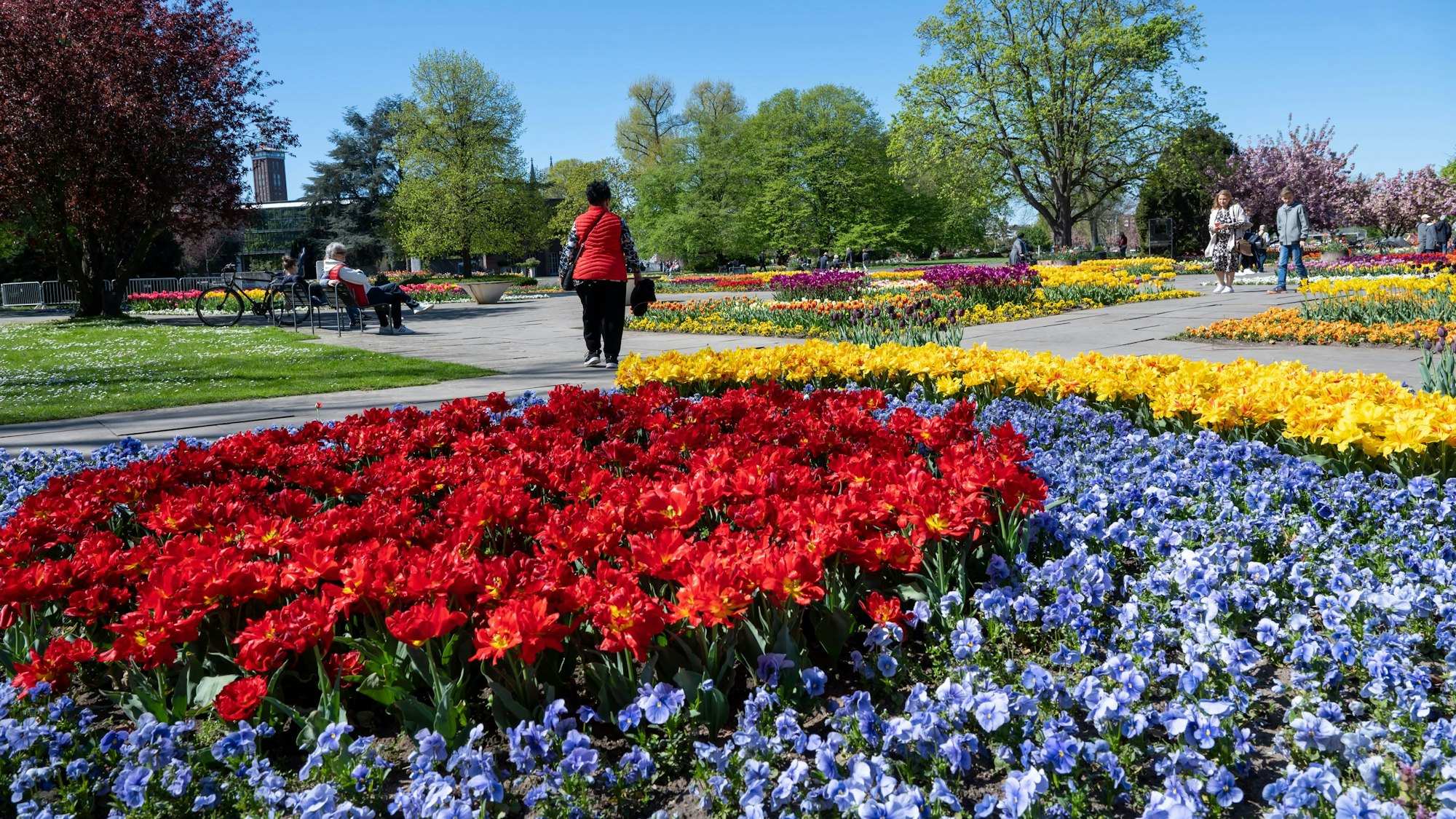 Tulpen blühen im Kölner Rheinpark.