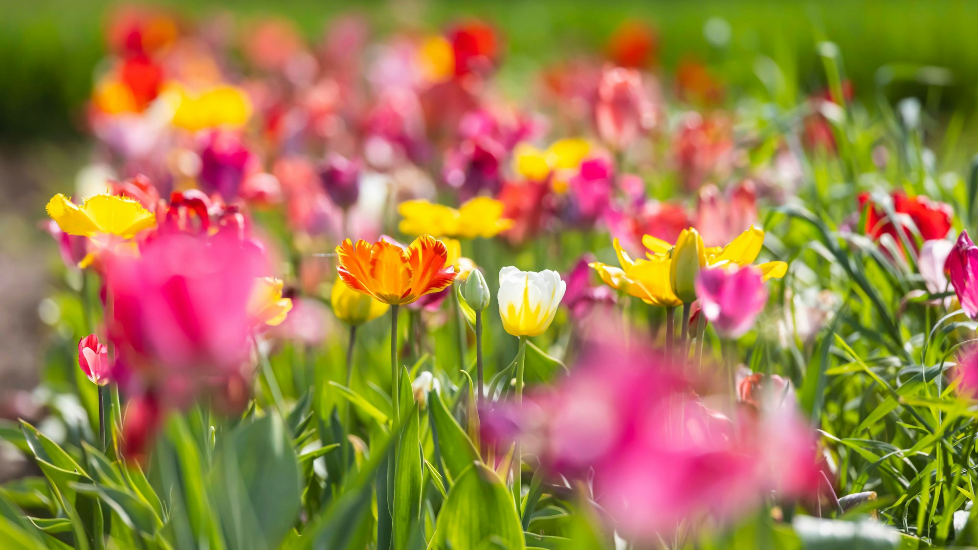 Bunte Farbenpracht am Albtrauf bei Bissingen an der Teck.