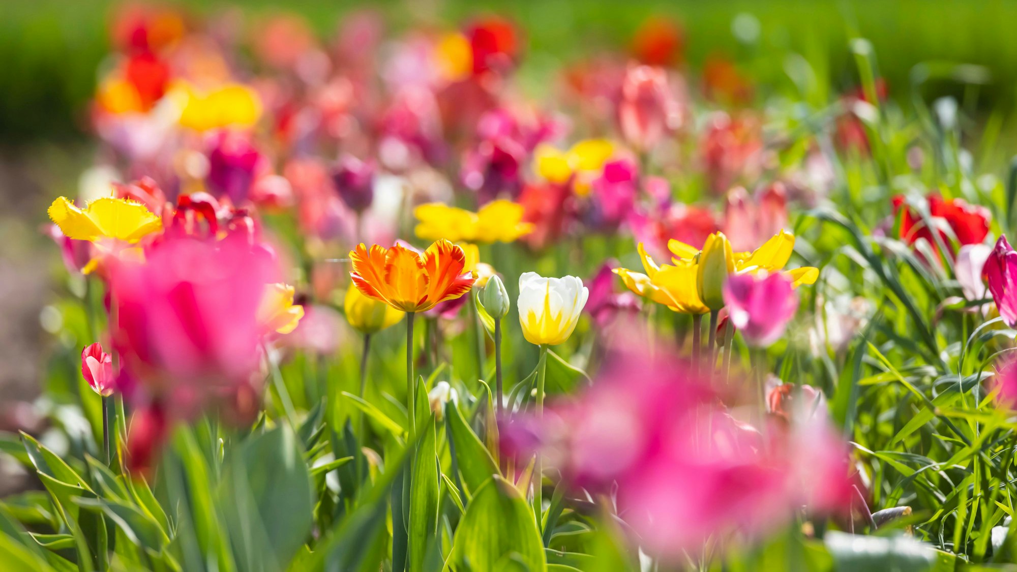 Tulpen an der Berrenrather Straße in Hürth-Stotzheim.