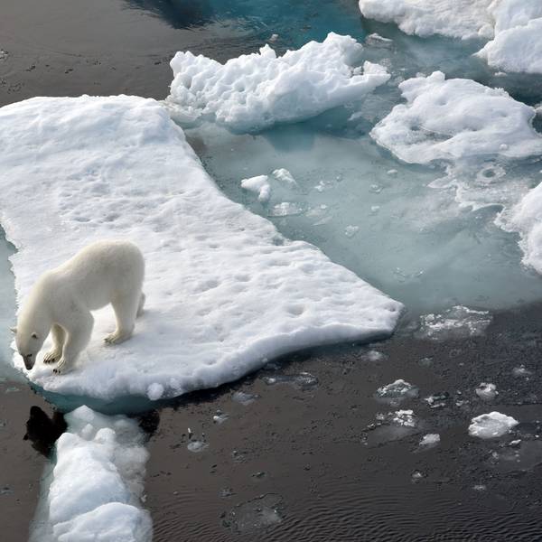 Ein Eisbär steht im Nordpolarmeer auf einer Eisscholle.