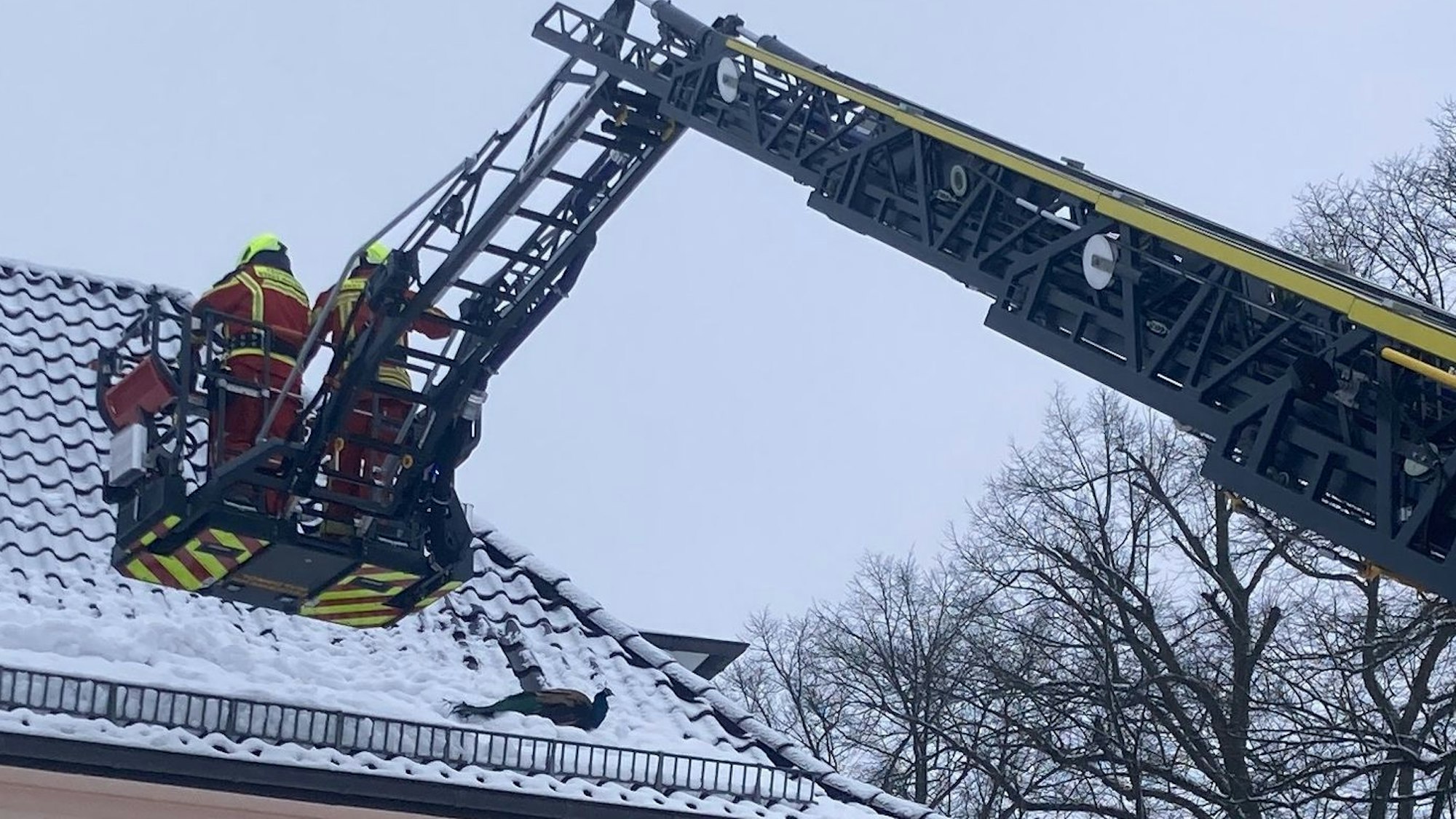 Am 10. Januar dieses Jahres beschäftigte der Pfau Karl-Heinz auch den Löschzug Thierseifen der Freiwilligen Feuerwehr. In Hermesdorf war er auf das Dach eines hohen Wohnhauses geflogen.