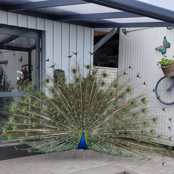 So wird man ihn in Erinnerung behalten: Der freilebende Pfau Karl-Heinz war nicht nur in der Waldbröler Ortschaft Hermesdorf weithin bekannt. Immer wieder posierte er mit gespanntem Rad für Fotos.