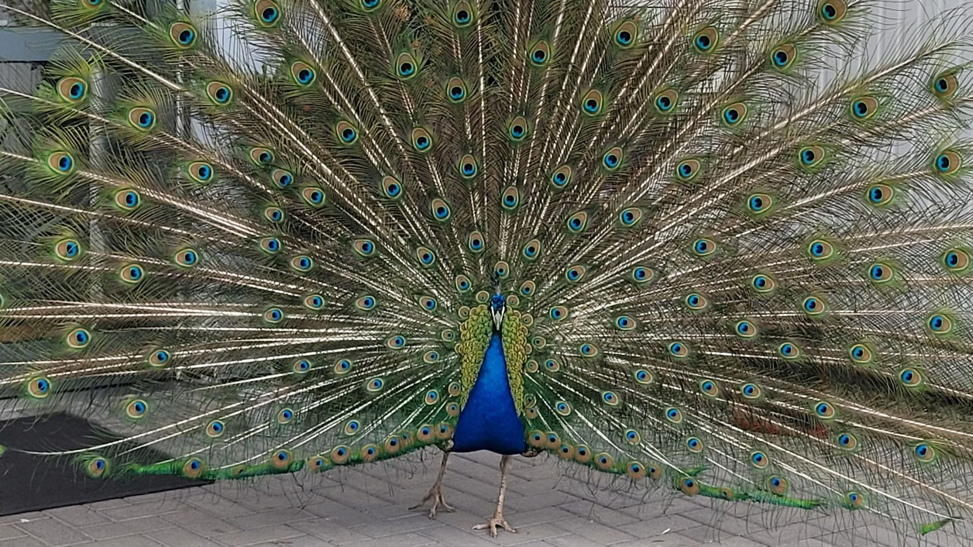 So wird man ihn in Erinnerung behalten: Der freilebende Pfau Karl-Heinz war nicht nur in der Waldbröler Ortschaft Hermesdorf weithin bekannt. Immer wieder posierte er mit gespanntem Rad für Fotos.