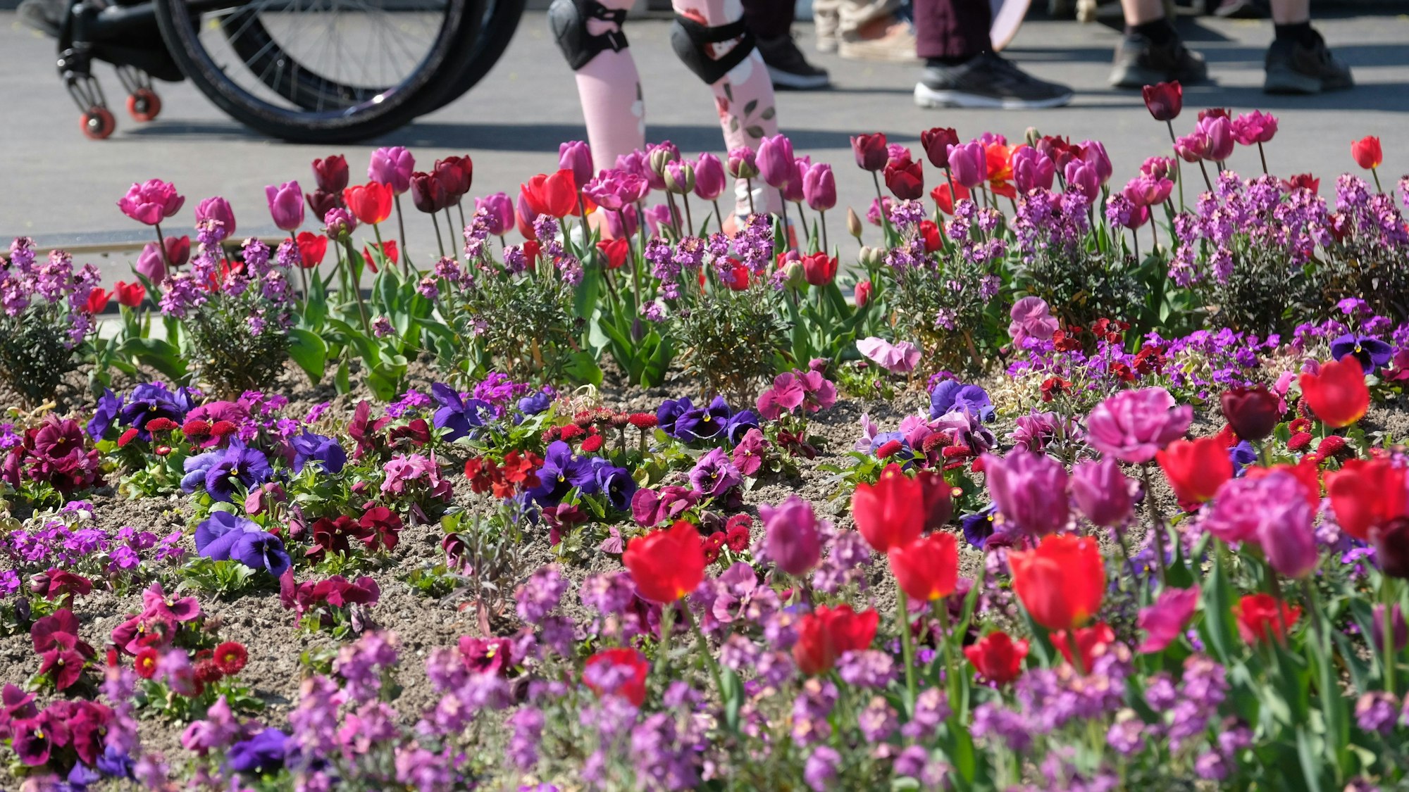 Tulpen im Seepark Zülpich.