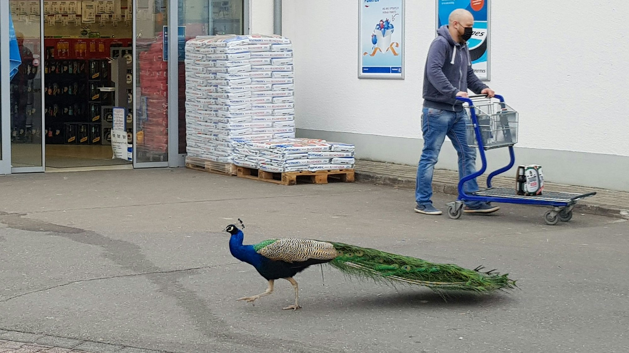 Seine Vorliebe für die beiden großen Parkplätze in Waldbröl-Hermesdorf könnte dem Pfau Karl-Heinz zum Verhängnis geworden sein. Auf einem der beiden Plätze soll er angefahren worden sein.