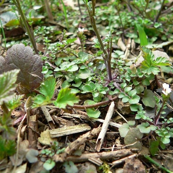 Das Behaarte Schaumkraut kommt in den unteren Stufen des Himalayas vor.