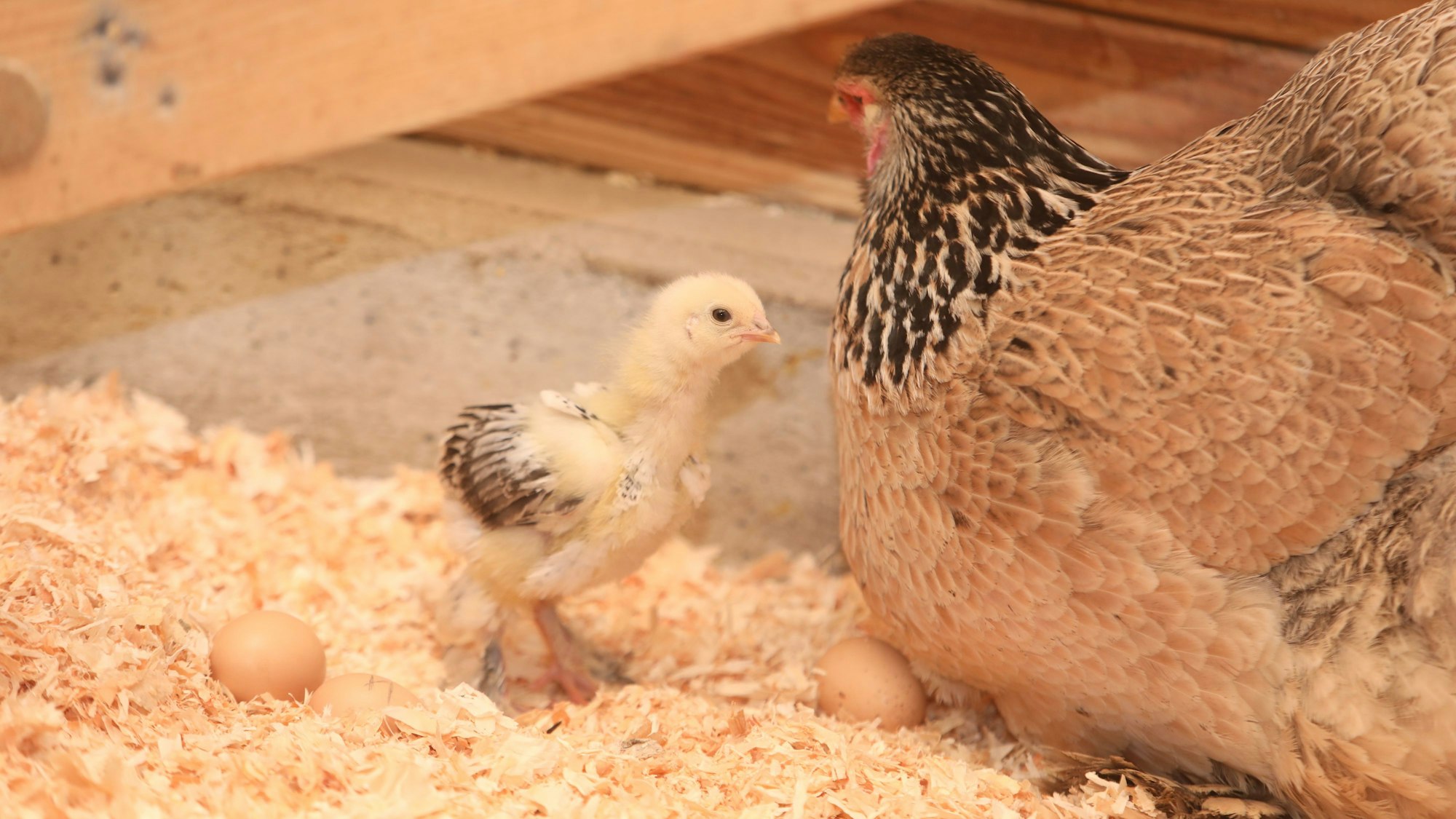 07.03.2025, Köln: Nachwuchs im Tierpark bei den Kücken. Frühlingsgeschichte in der Stadt. Foto: Arton Krasniqi